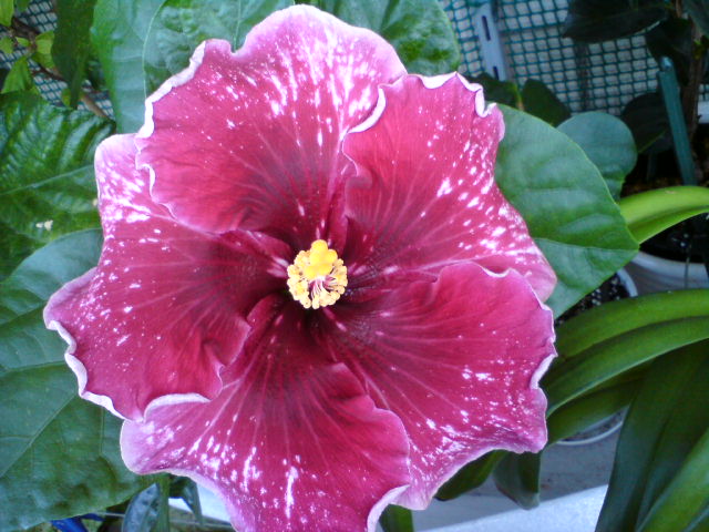 Purple Majesty
