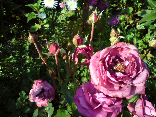 Одна веточка розы-голландки стала прекрасным кустом