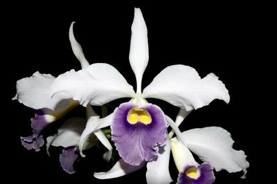 Цветение орхидеи Laelia purpurata var. werkhäuseri x Cattleya warneri var. coerulea