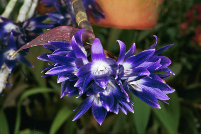 Цветение орхидеи Dendrobium victoriae reginae