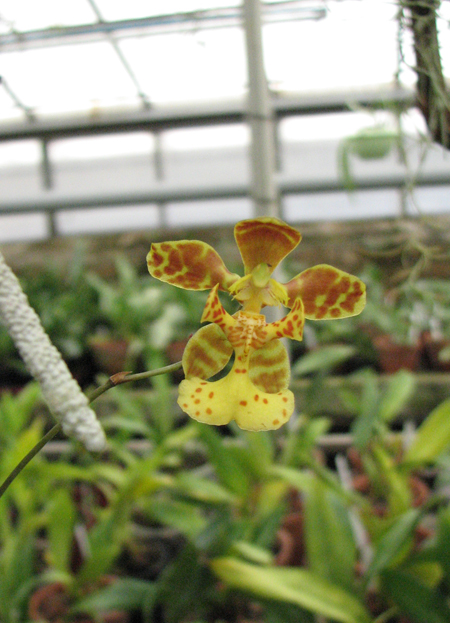 Фото орхидеи Oncidium limminghei
