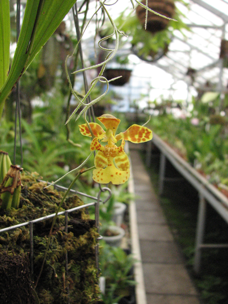 Цветение орхидеи Oncidium limminghei
