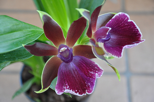Цветок орхидеи Zygopetalum 'Rhein Moonlight'