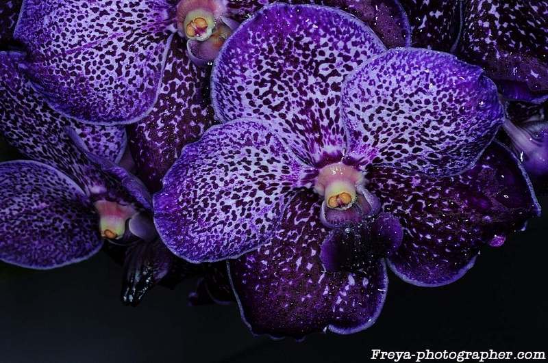 Фото орхидеи Vanda Pure's Wax 'Violet Blue'