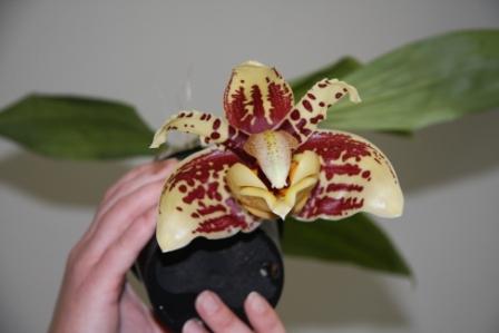 stanhopea_nigrovialazea.JPG