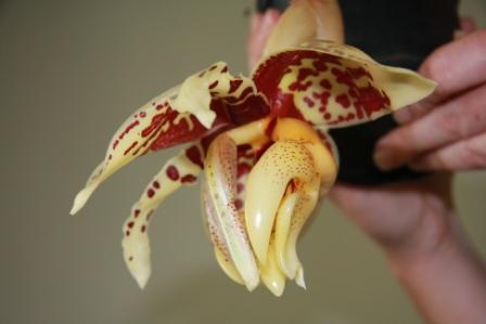 stanhopea.JPG