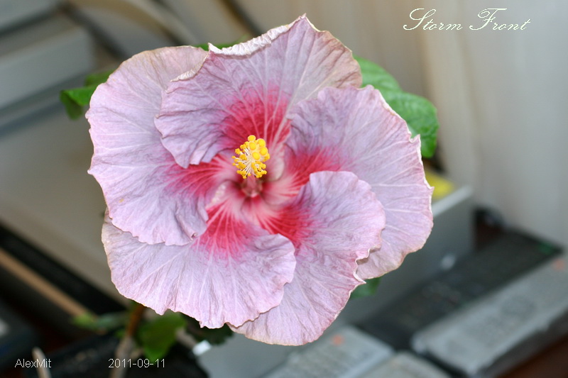 IMG_2761s.JPG