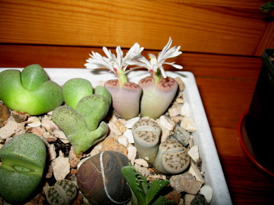 Litops flower 1-1.jpg