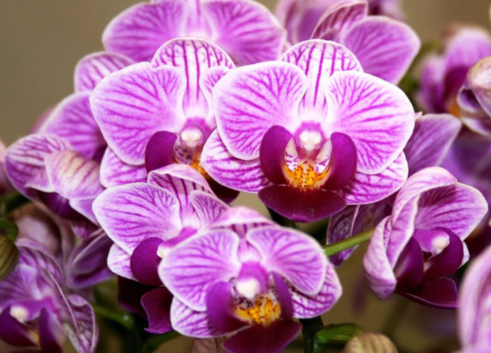 Цветение орхидеи Doritaenopsis Sogo Vivien.jpg