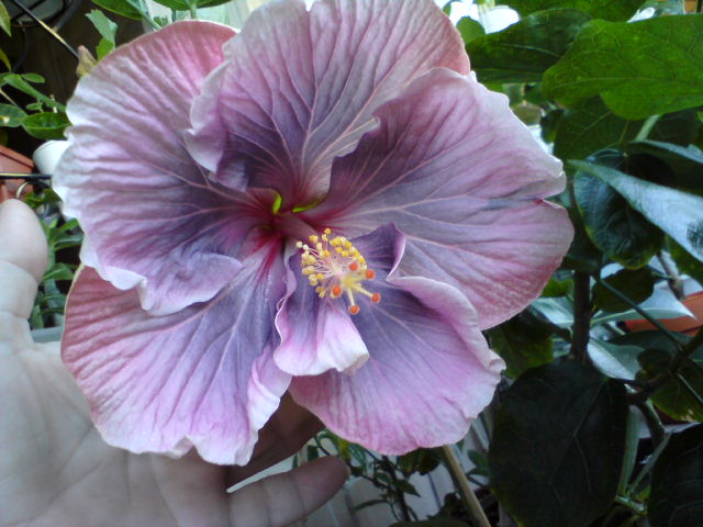 Luscion Beauty
