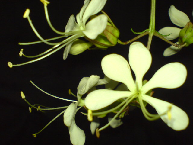 DSC00341.JPG