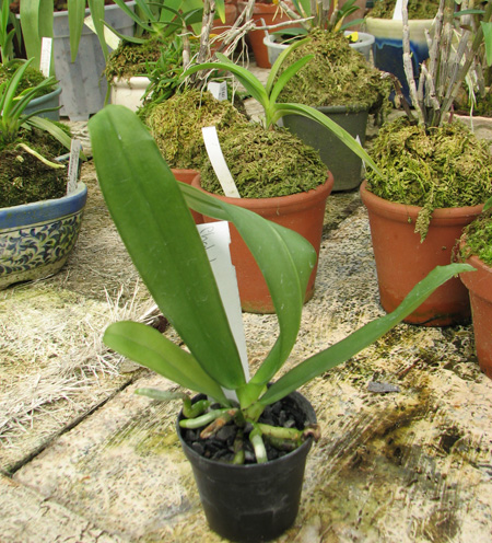 Фото орхидеи Phalaenopsis hieroglyphica