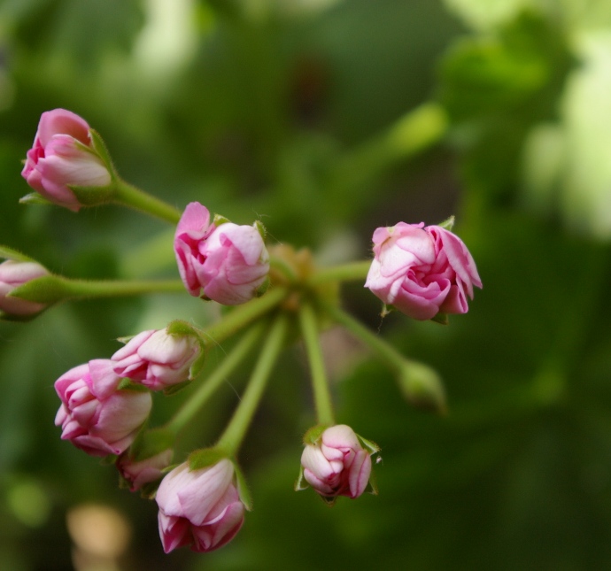 Swanland Pink/Australien Pink Rosebud