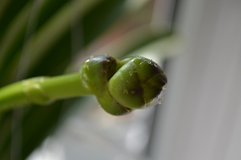 DSC_0510.JPG