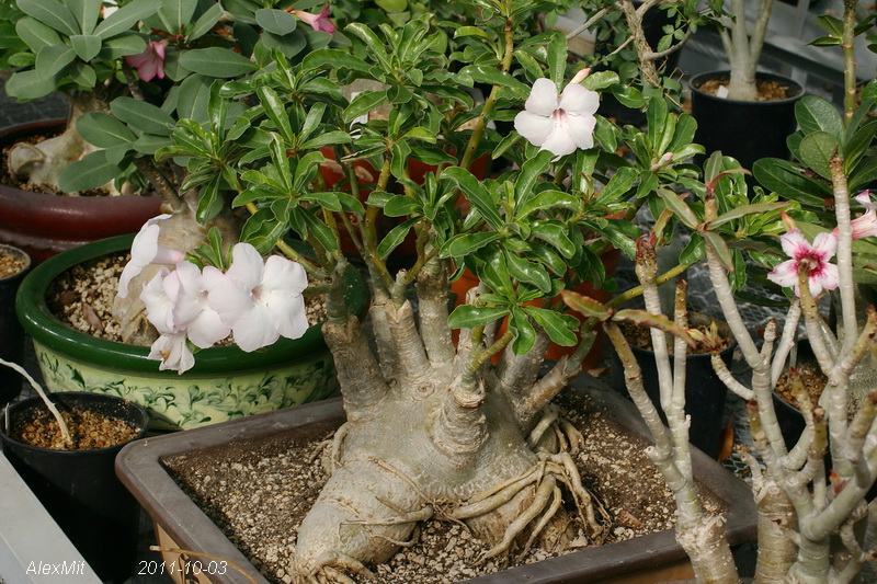 CRW_3051_RJs.JPG