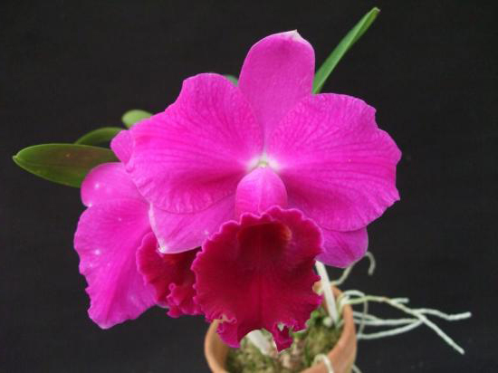 Как цветет орхидея Laeliocattleya Imperial Wings 'Noble'