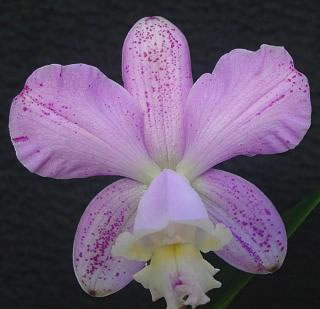 Laeliocattleya Fonte da Saudade цветок орхидеи