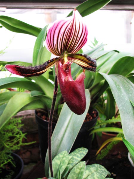 Цветение орхидеи Paphiopedilum Pulsar 'In-Charm Coloratum' x Paphiopedilum Hsinhing Web 'In-Lim'.jpg