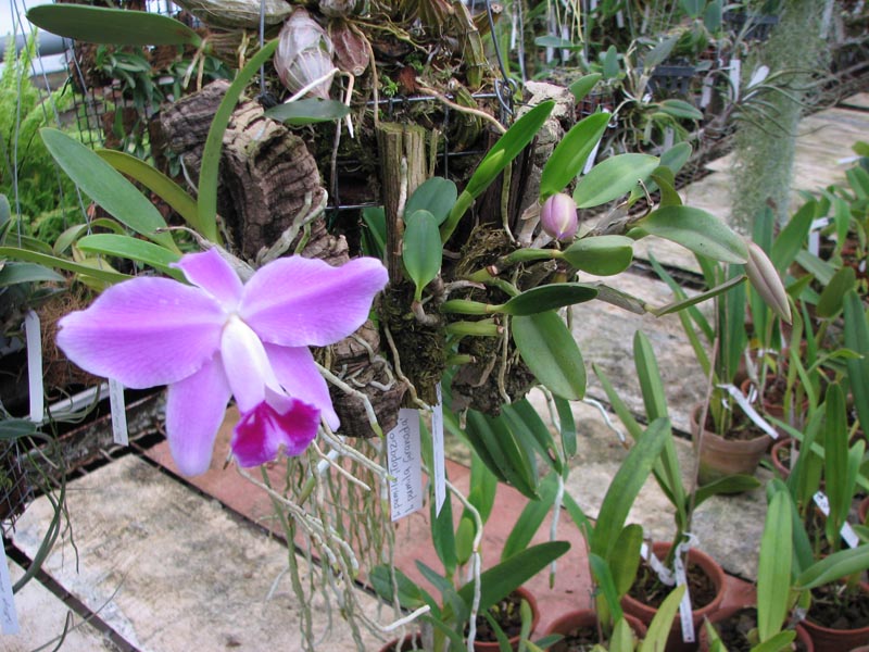 Сезон цветения орхидеи Laelia pumila