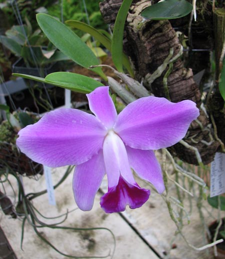 Laelia pumila.jpg