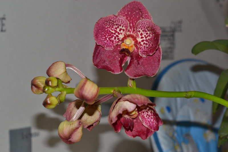 DSC_0129.JPG