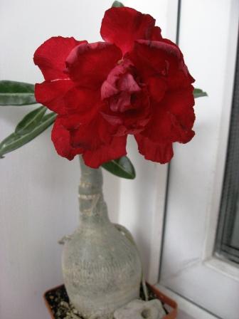 IMG_6865.jpg