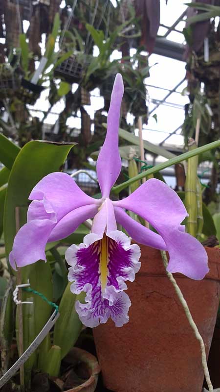 Фото орхидеи Cattleya maxima