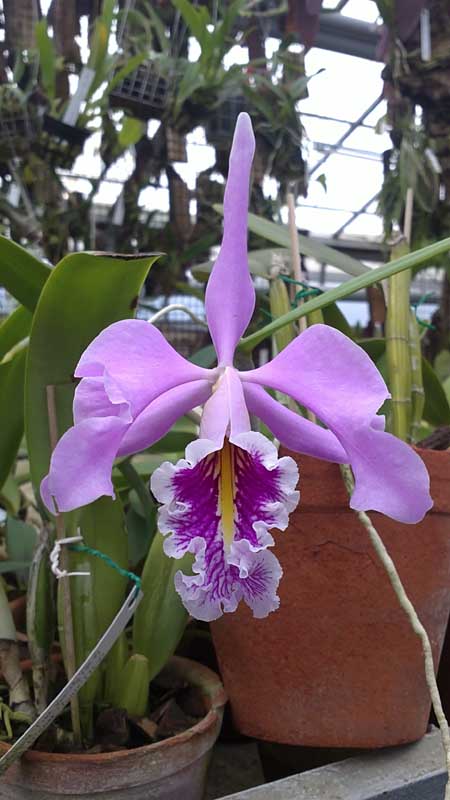 Ароматная орхидея Cattleya maxima.jpg