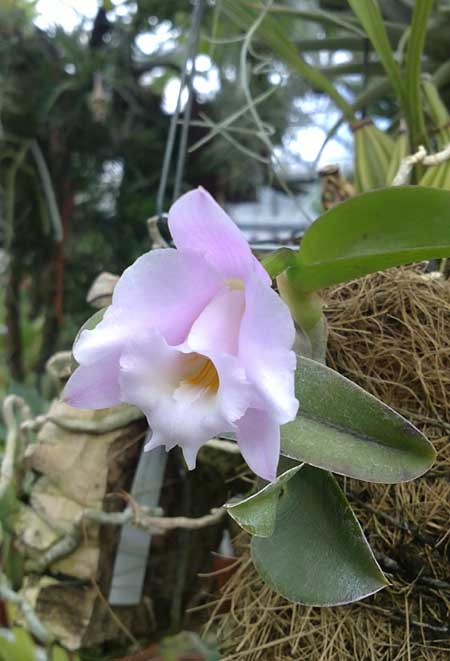 Laelia alaori 'Escura' миниатюрная орхидея.jpg
