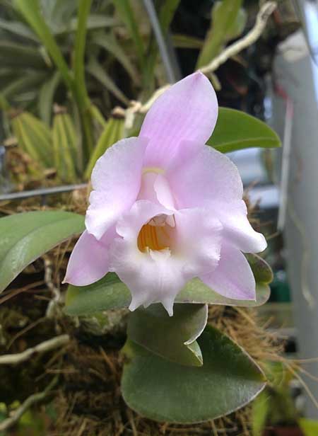 Laelia alaori 'Escura' миниатюрная орхидея из Бразилии.jpg