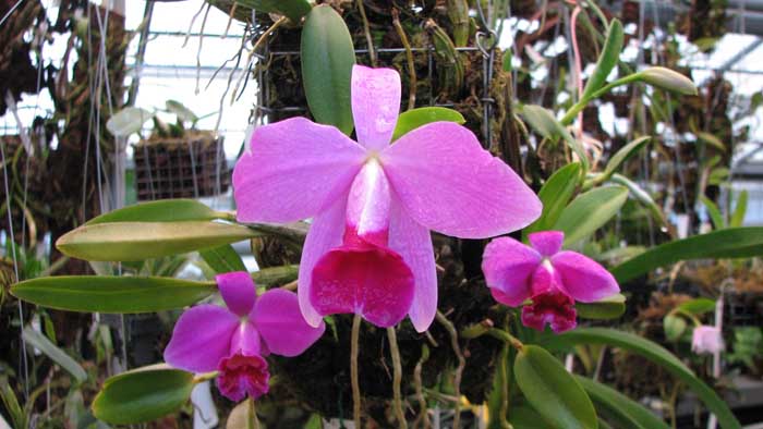 Фото орхидеи Laelia pumila
