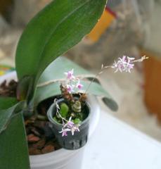 Dendrobium garrettii..jpg