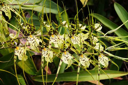 Цветение орхидеи Brassia maculata.jpg