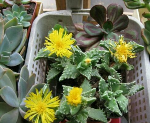 Faucaria tuberculosa.jpg