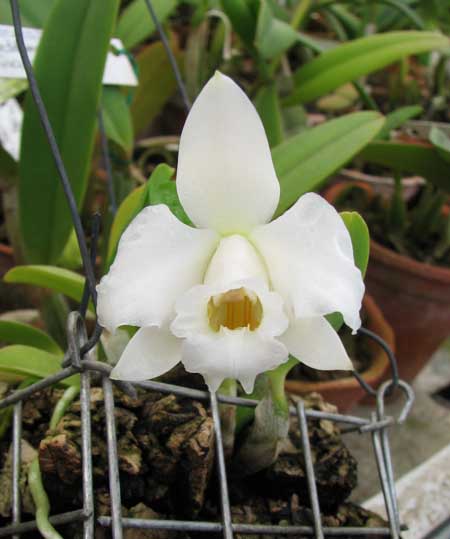 Laelia alaori alba 'Snowflake'.jpg