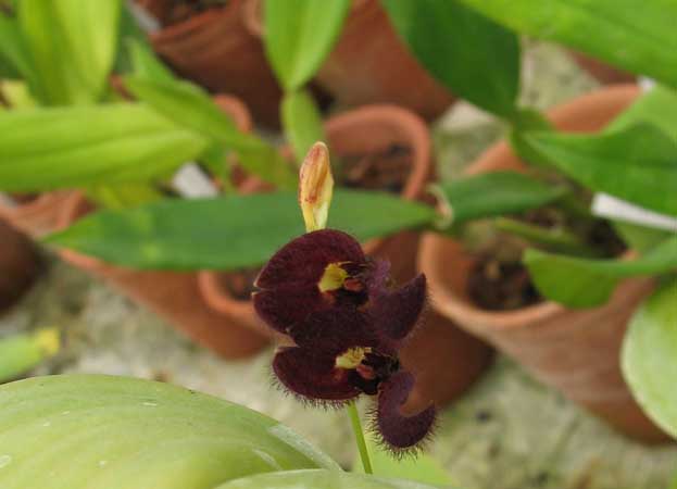 Цветение орхидеи Pleurothallis cocornaensis
