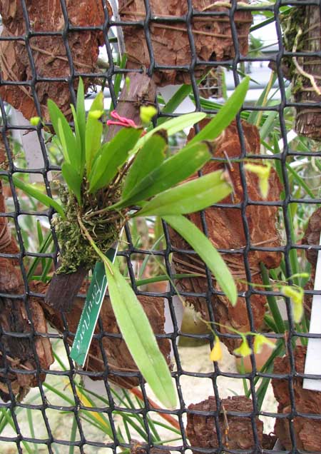 Фото орхидеи Pleurothallis flexuosa