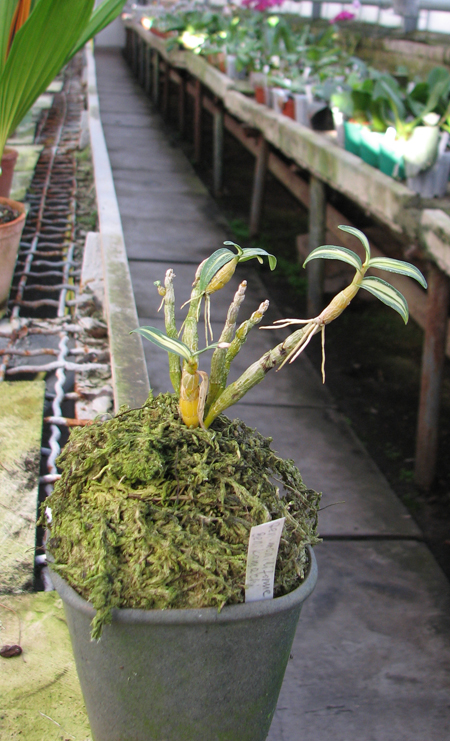 Фото орхидеи Dendrobium moniliforme Benikomachi