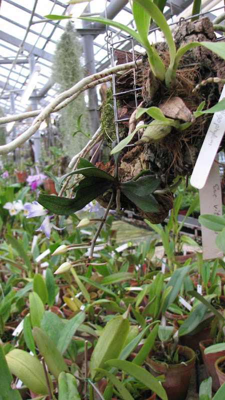 Aerangis biloba.jpg
