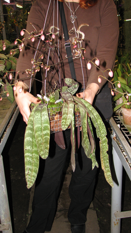 Корзинка.jpg