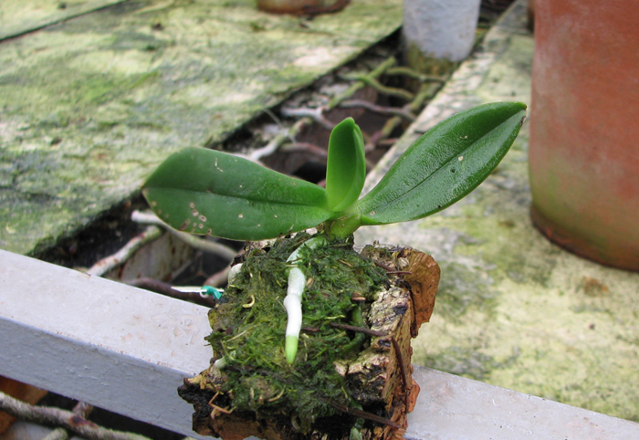 Amesiella minor.jpg