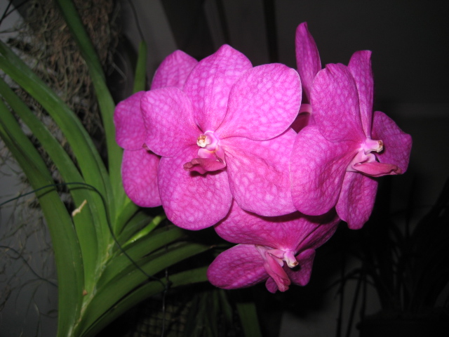 IMG_6520.JPG