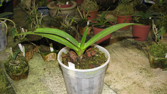 Aerides Rosea.jpg