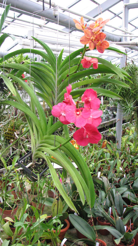 Vanda.jpg