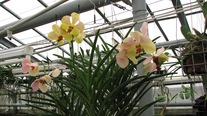 Vanda2.jpg