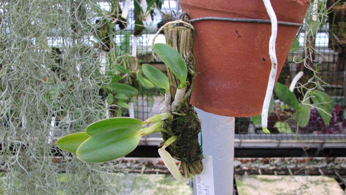 Laelia pumila 'Topázio Vermelho' (Z-71) x Laelia pumila 'Granada'.jpg