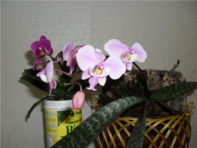 Phalaenopsis.jpg