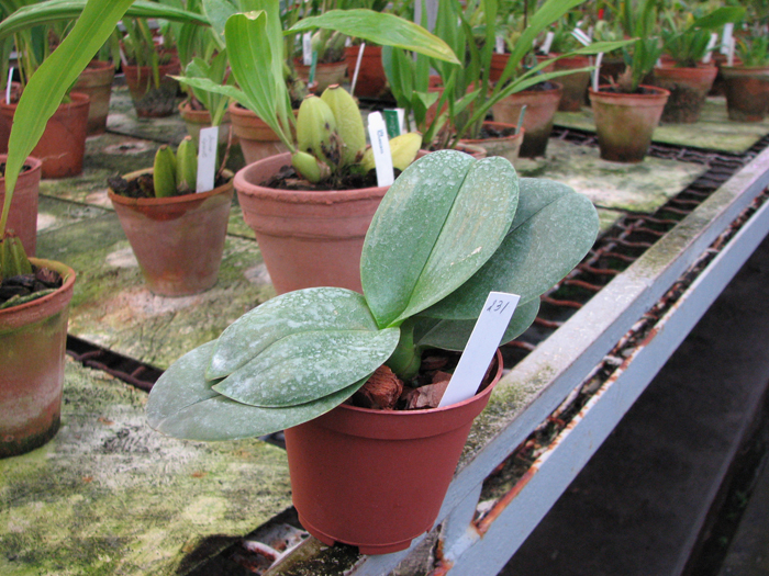 Doritaenopsis Hsinying Yenlin 'Akemi'.jpg