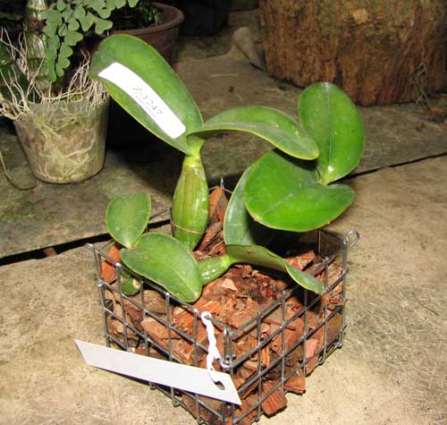 Cattleya-nobilior-tipo-'Rafael-Wenzel'-x-Cattleya-nobilior-tipo-'Luciana'.jpg