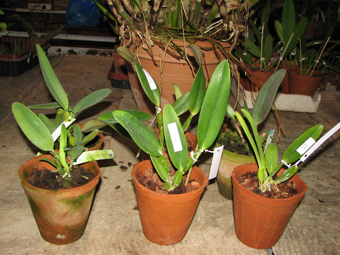 Cattleya.jpg